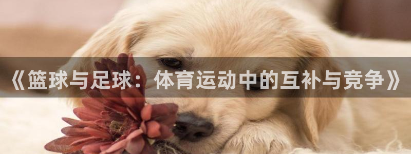 《篮球与足球：体育运动中的互补与竞争》